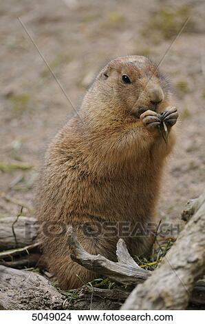 Black-tailed prairie dog (Cynomys ludovicianus) View Large Photo Image Picture - Black-tailed prairie dog (Cynomys ludovicianus) . Fotosearch