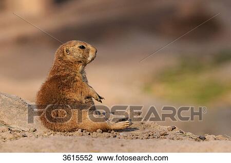 Black-tailed prairie dog (Cynomys ludovicianus) View Large Photo Image Stock Image - Black-tailed prairie dog (Cynomys ludovicianus) . Fotosearch