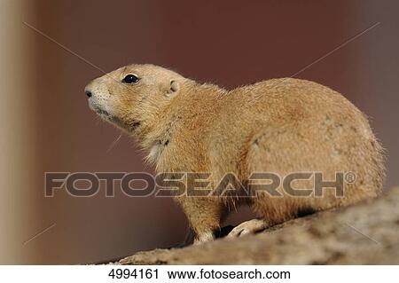 Stock Image - Black-tailed prairie dog (Cynomys ludovicianus) . Fotosearch