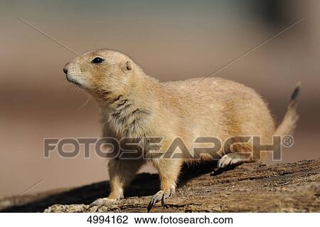Black-tailed prairie dog (Cynomys ludovicianus) View Large Photo Image Stock Image - Black-tailed prairie dog (Cynomys ludovicianus) . Fotosearch