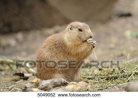 Stock Image - Black-tailed prairie dog (Cynomys ludovicianus) . Fotosearch