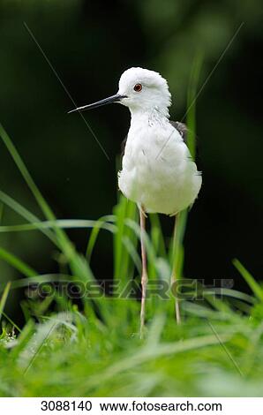 Stock Image - Black-winged Stilt (Himantopus himantopus) on grass, close-up, front view . Fotosearch