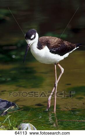 Black-winged Stilt (Himantopus himantopus) in water, Bavaria, Germany View Large Photo Image Stock Image - Black-winged Stilt (Himantopus himantopus) in water, Bavaria, Germany . Fotosearch