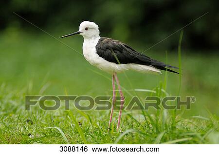 Stock Photograph - Black-winged Stilt (Himantopus himantopus) on a meadow, close-up, side view . Fotosearch