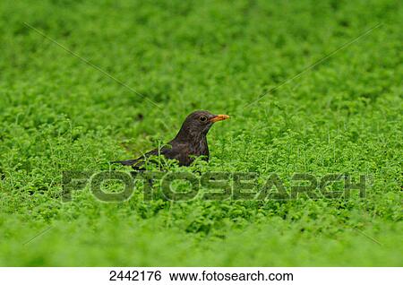 Blackbird (Turdus merula) in field View Large Photo Image Stock Photograph - Blackbird (Turdus merula) in field . Fotosearch