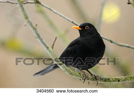 Blackbird (Turdus merula) perching on a twig, Franconia, Germany View Large Photo Image Stock Image - Blackbird (Turdus merula) perching on a twig, Franconia, Germany . Fotosearch