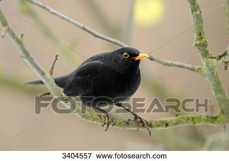 Blackbird (Turdus merula) perching on a twig, Franconia, Germany View Large Photo Image Stock Photo - Blackbird (Turdus merula) perching on a twig, Franconia, Germany . Fotosearch