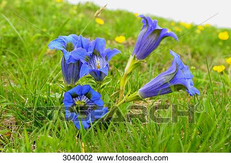 Blooming Alpine Gentian (Gentiana alpina), Styria, Austria, close-up View Large Photo Image Stock Image - Blooming Alpine Gentian (Gentiana alpina), Styria, Austria, close-up . Fotosearch