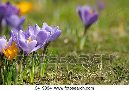 Picture - Blooming crocuses, close-up . Fotosearch
