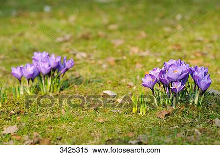 Blooming crocuses View Large Photo Image Stock Photography - Blooming crocuses . Fotosearch