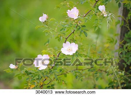 Stock Image - Blooming dog rose, close-up . Fotosearch