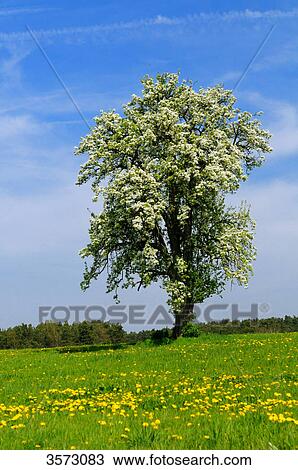 Blooming pear tree in dandelion meadow, Franconia, Germany View Large Photo Image Stock Image - Blooming pear tree in dandelion meadow, Franconia, Germany . Fotosearch