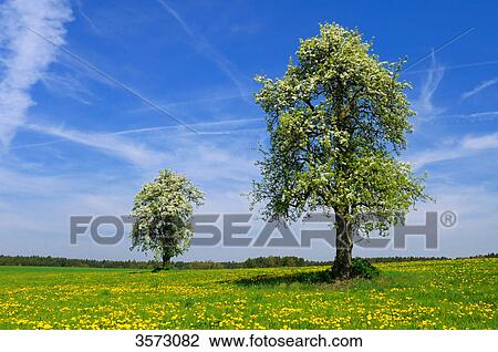 Blooming pear trees in dandelion meadow, Franconia, Germany View Large Photo Image Stock Image - Blooming pear trees in dandelion meadow, Franconia, Germany . Fotosearch