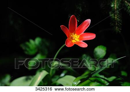 Stock Photograph - Blooming tulip, close-up . Fotosearch