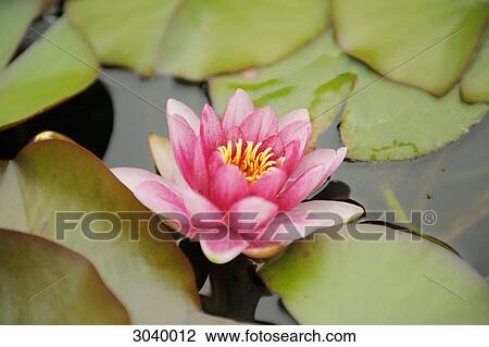 Stock Image - Blooming water lily, close-up . Fotosearch