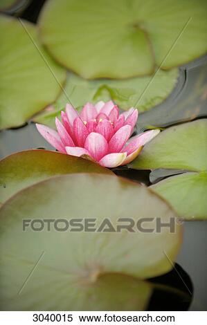 Stock Photography - Blooming water lily, close-up . Fotosearch