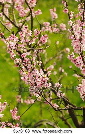 Blossoming peach tree (Prunus persica), Styria, Austria View Large Photo Image Stock Photo - Blossoming peach tree (Prunus persica), Styria, Austria . Fotosearch