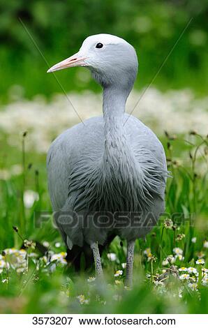 Blue Crane (Anthropoides paradisea) in meadow View Large Photo Image Stock Photo - Blue Crane (Anthropoides paradisea) in meadow . Fotosearch