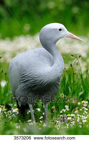 Stock Photograph - Blue Crane (Anthropoides paradisea) in meadow . Fotosearch