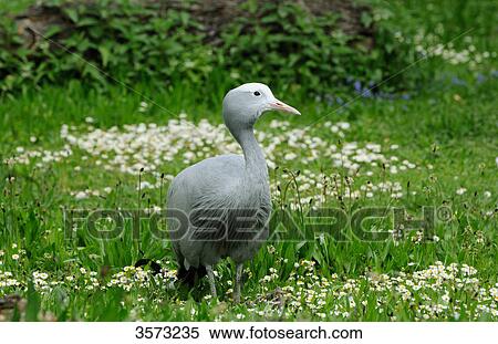 Stock Photography - Blue Crane (Anthropoides paradisea) in meadow . Fotosearch