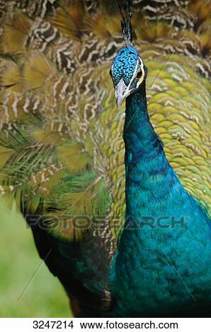 Picture - Blue Peafowl (Pavo cristatus), close-up . Fotosearch