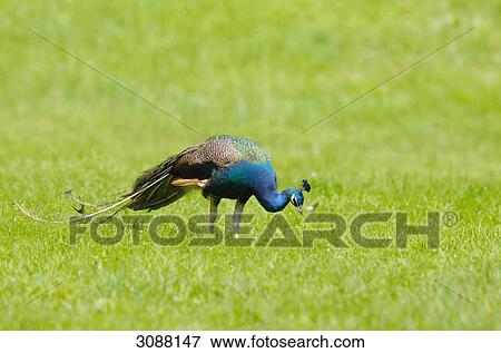 Blue Peafowl (Pavo cristatus) on a meadow  View Large Photo Image Stock Photo - Blue Peafowl (Pavo cristatus) on a meadow . Fotosearch