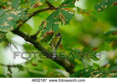 Stock Photo - Blue Tit (Cyanistes caeruleus) at a leaf . Fotosearch