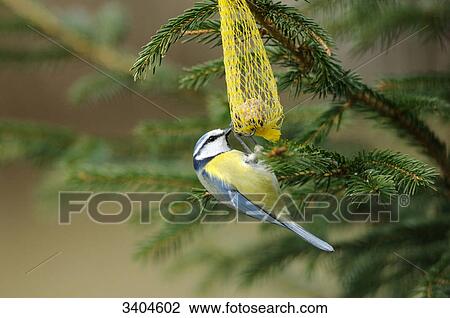 Blue tit (Parus caeruleus) eating, Franconia, Germany, side view View Large Photo Image Stock Image - Blue tit (Parus caeruleus) eating, Franconia, Germany, side view . Fotosearch