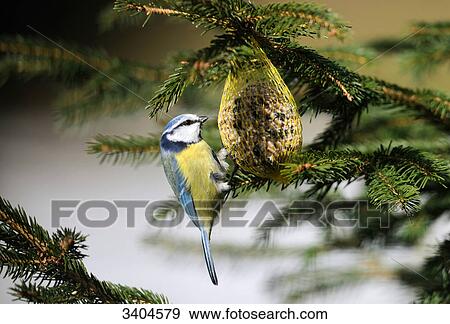 Blue tit (Parus caeruleus) eating, Franconia, Germany, side view View Large Photo Image Stock Photo - Blue tit (Parus caeruleus) eating, Franconia, Germany, side view . Fotosearch