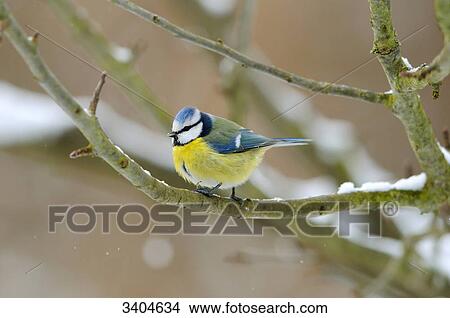 Blue tit (Parus caeruleus) perching on a twig, Bavaria, Germany, front view View Large Photo Image Picture - Blue tit (Parus caeruleus) perching on a twig, Bavaria, Germany, front view . Fotosearch