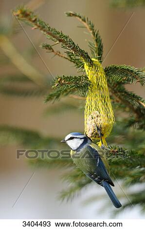 Blue tit (Parus caeruleus) perching on a fat ball, Franconia, Germany View Large Photo Image Stock Image - Blue tit (Parus caeruleus) perching on a fat ball, Franconia, Germany . Fotosearch