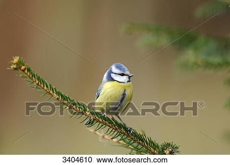 Blue tit (Parus caeruleus) perching on a twig, Franconia, Germany View Large Photo Image Stock Image - Blue tit (Parus caeruleus) perching on a twig, Franconia, Germany . Fotosearch