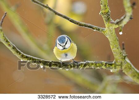 Stock Image - Blue tit (Parus caeruleus) sitting on a twig, Bavaria, Germany, front view . Fotosearch