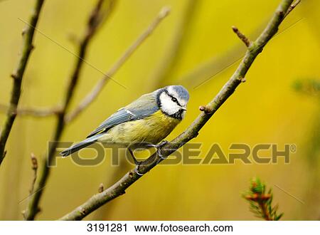 Stock Image - Blue Tit (Parus caeruleus) sitting on branch, side view . Fotosearch