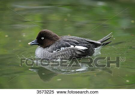 Blue-winged Teal (Anas discors) on water, Zoo Augsburg, Germany View Large Photo Image Stock Photography - Blue-winged Teal (Anas discors) on water, Zoo Augsburg, Germany . Fotosearch