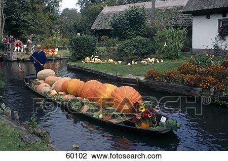 Boat man carrying pumpkins on boat in canal, Brandenburg, Germany View Large Photo Image Stock Image - Boat man carrying pumpkins on boat in canal, Brandenburg, Germany . Fotosearch