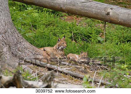 bobcat and kittens View Large Photo Image Stock Image - bobcat and kittens . Fotosearch
