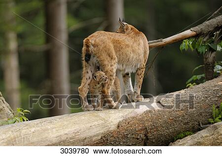 bobcat and kittens View Large Photo Image Stock Image - bobcat and kittens . Fotosearch