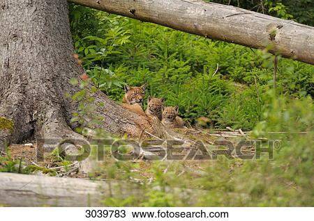 Stock Image - bobcat and kittens . Fotosearch