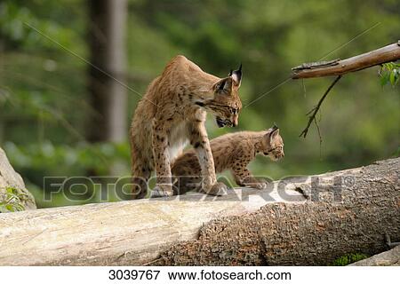 bobcat and kittens View Large Photo Image Stock Photo - bobcat and kittens . Fotosearch