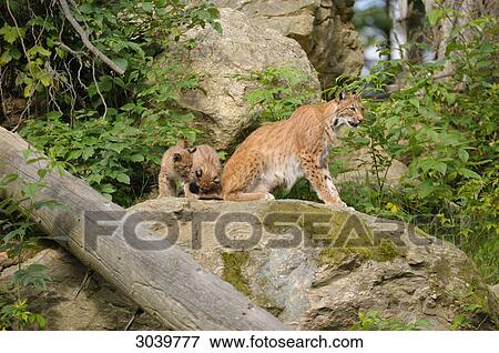 bobcat and kittens View Large Photo Image Stock Photo - bobcat and kittens . Fotosearch