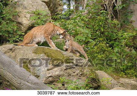 bobcat and kittens View Large Photo Image Stock Photo - bobcat and kittens . Fotosearch