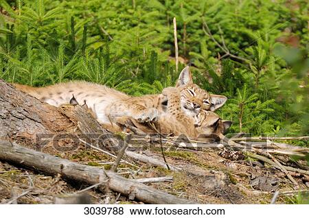 Bobcat and Kittens View Large Photo Image Stock Photo - Bobcat and Kittens . Fotosearch