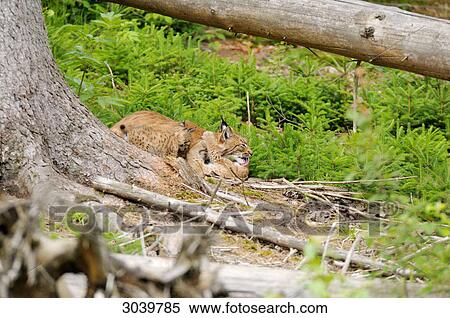 bobcat and kittens View Large Photo Image Stock Photography - bobcat and kittens . Fotosearch