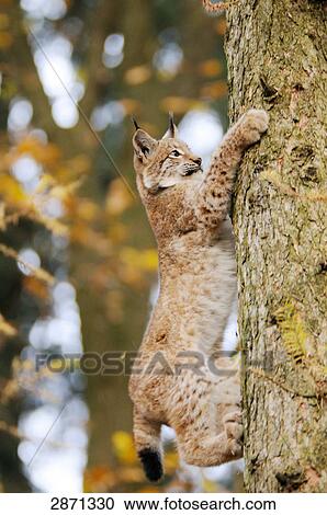 Bobcat (Lynx rufus) climbing tree in forest, Bavarian Forest National Park, Bavaria, Germany View Large Photo Image Stock Image - Bobcat (Lynx rufus) climbing tree in forest, Bavarian Forest National Park, Bavaria, Germany . Fotosearch