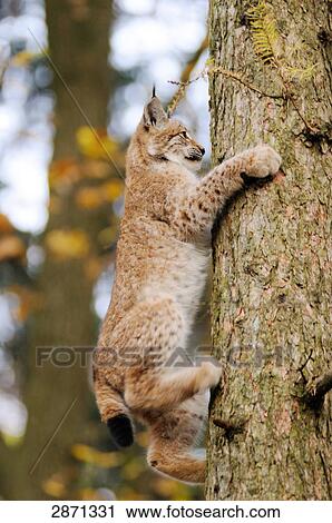 Stock Image - Bobcat (Lynx rufus) climbing tree in forest, Bavarian Forest National Park, Bavaria, Germany . Fotosearch