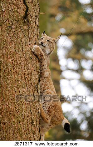 Bobcat (Lynx rufus) climbing tree in forest, Bavarian Forest National Park, Bavaria, Germany View Large Photo Image Stock Photo - Bobcat (Lynx rufus) climbing tree in forest, Bavarian Forest National Park, Bavaria, Germany . Fotosearch