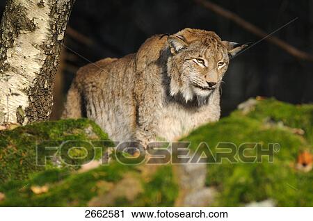 Stock Image - Bobcat (Lynx rufus) in forest, Bavaria, Germany . Fotosearch