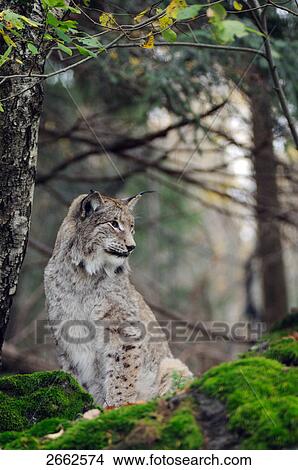 Bobcat (Lynx rufus) sitting in forest, Bavaria, Germany View Large Photo Image Picture - Bobcat (Lynx rufus) sitting in forest, Bavaria, Germany . Fotosearch
