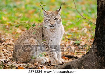 Picture - Bobcat (Lynx rufus) sitting in forest, Bavarian Forest National Park, Bavaria, Germany . Fotosearch